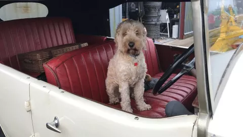 Felix the dog in a car